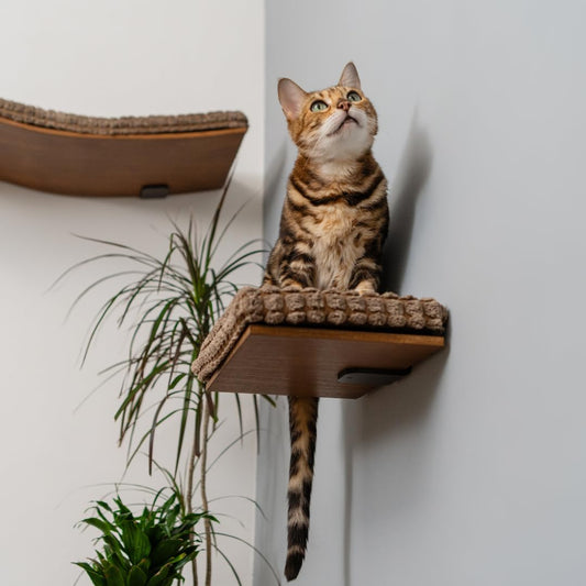 Beechwood Cat Wall Step